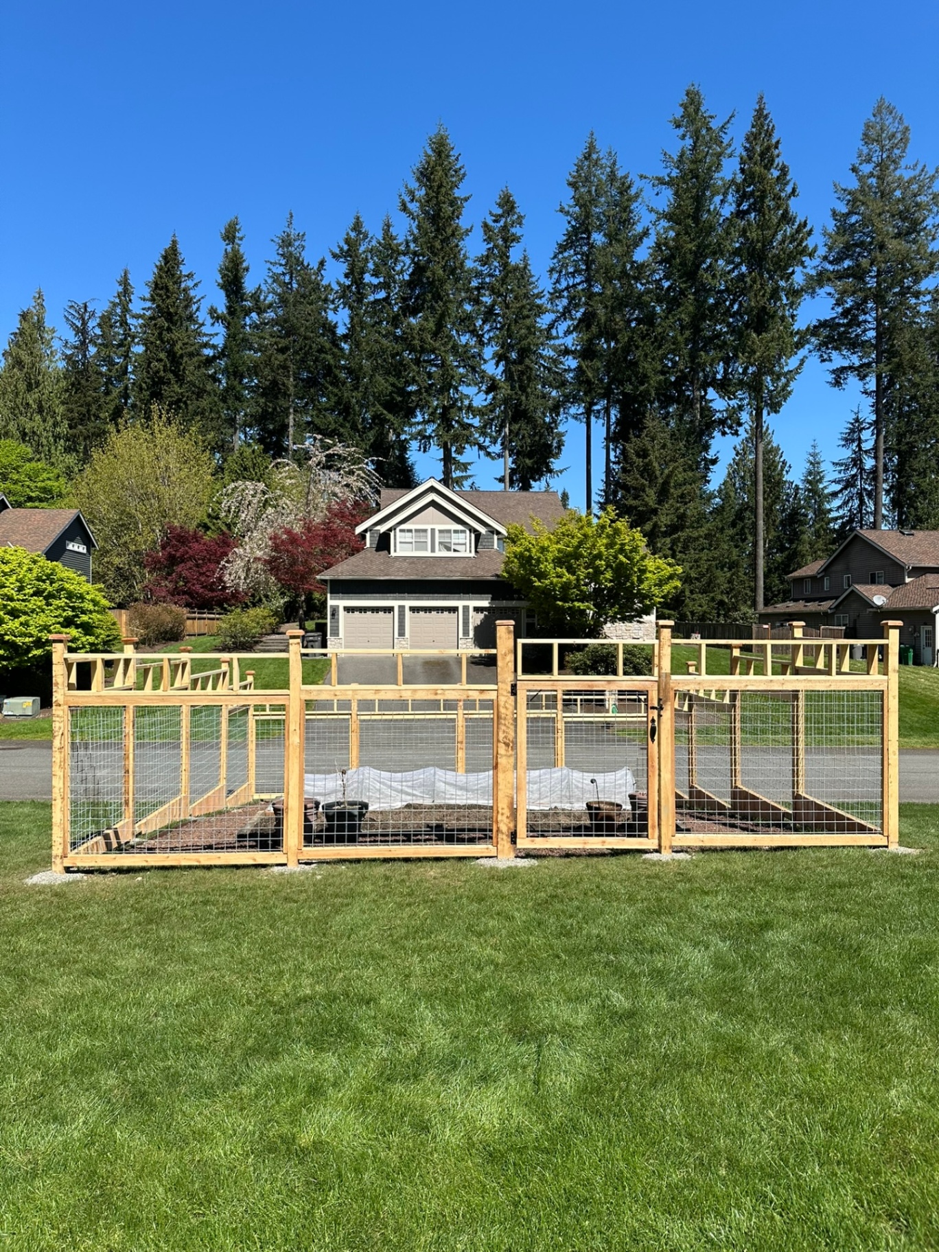 Cedar-framed hogwire garden enclosure with matching double gates surrounding raised beds on a suburban lawn