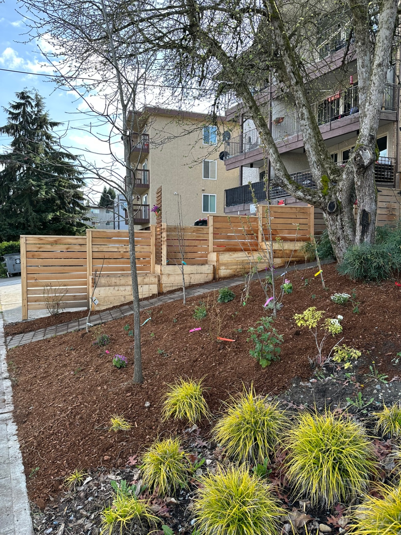 Modern horizontal cedar slat fence with stepped retaining walls and a freshly mulched pollinator bed of grasses and shrubs in Seattle