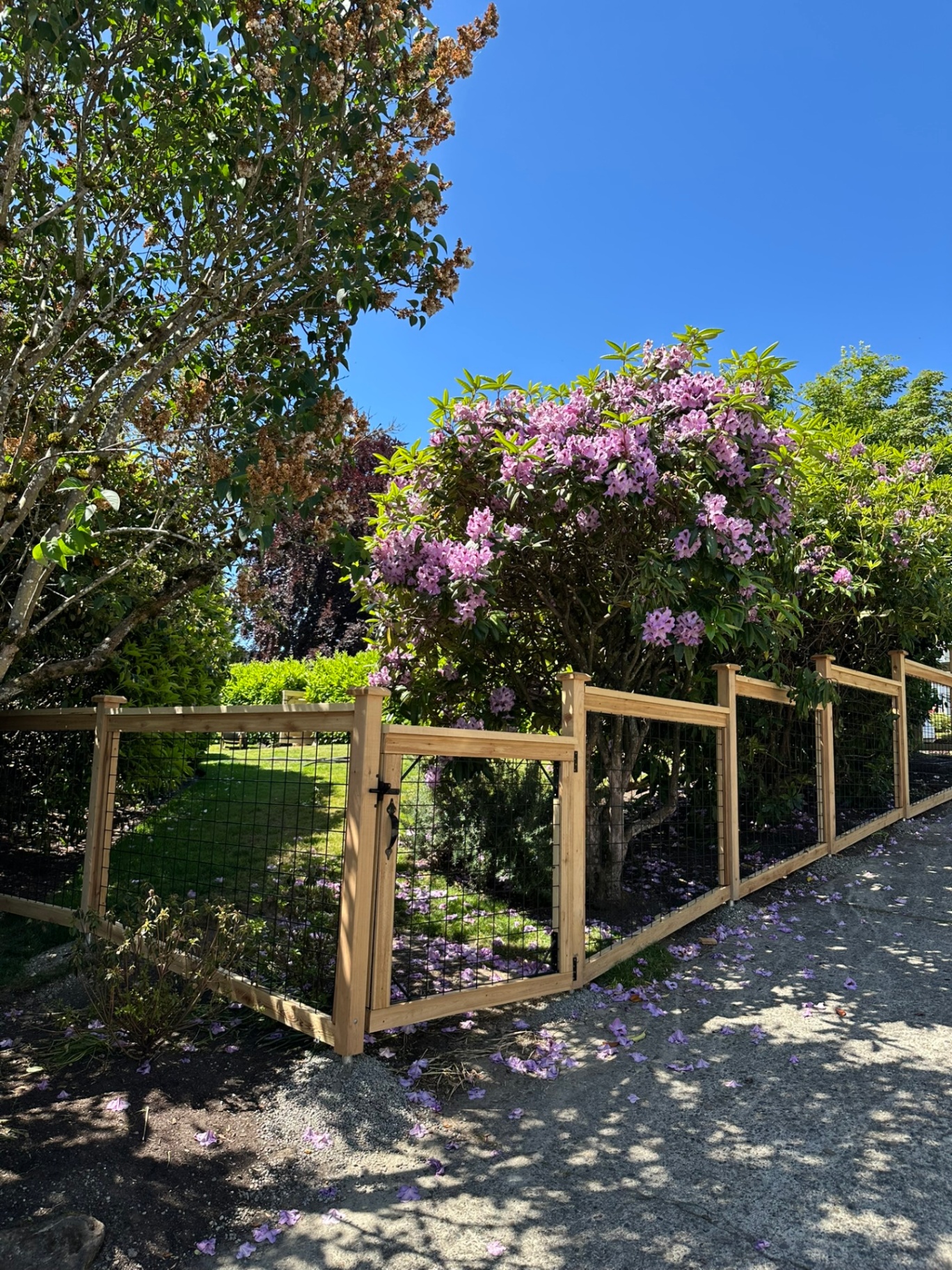 Cedar and black hogwire fence with a matching walk gate running alongside a blooming rhododendron and gravel garden path